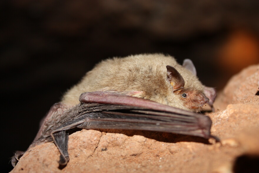 標本 Taiwan Dytiscoidae sp.37mm As a deadly disease imperils North American bats, researchers say